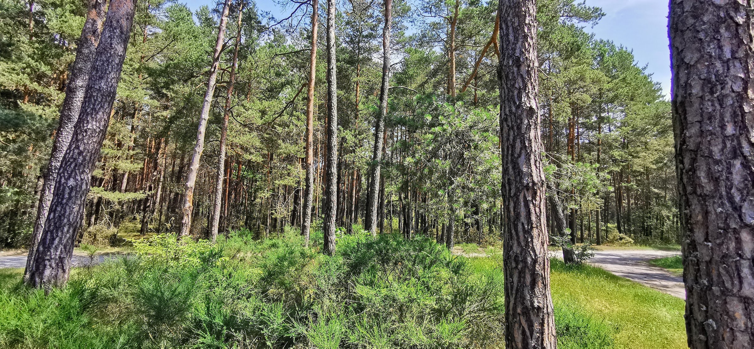 Meanders on Kocinka (Nowa Brzeźnica)
